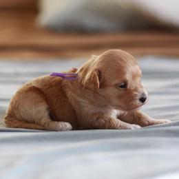 Miss purple collar - Cream female Maltipoo puppy in Springtown, Texas from North Texas Puppies