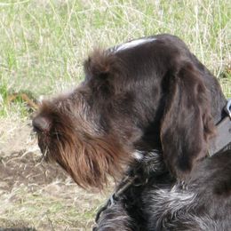 Nuttie - German Wirehaired Pointer