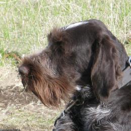 Nuttie - German Wirehaired Pointer