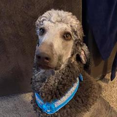 Poodles from C & T kennels