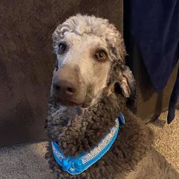 Poodles from C & T kennels