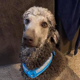 Poodles from C & T kennels