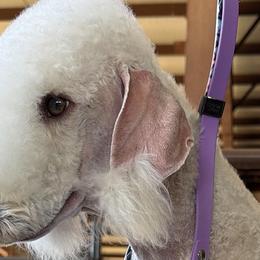 Bedlington Terriers from Little Starz Bedlington