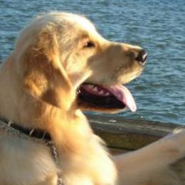 Golden Retrievers from Cashmere Golden Retrievers