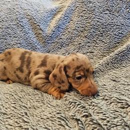 Girl 2 - Dapple female Dachshund puppy in Winchester, Idaho from Mission Creek Dachshunds
