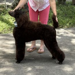 Labradoodle, Labrador Retriever, and Poodle All Grown Up from LLL Dog Ranch