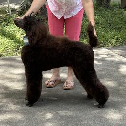 Labradoodle, Labrador Retriever, and Poodle All Grown Up from LLL Dog Ranch