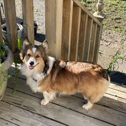 Fluff - Pembroke Welsh Corgi