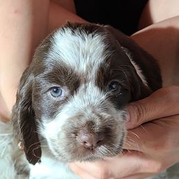English Springer Spaniel Puppies from Savannah River Springers