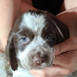 English Springer Spaniel Puppies from Savannah River Springers