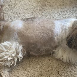 Shih Tzu Puppies from Willow Lane Shih Tzus