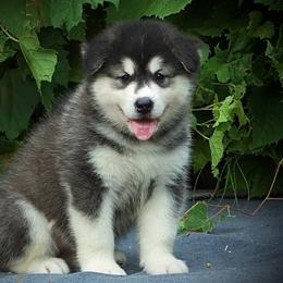 Winona - Seal and white female Alaskan Malamute puppy in Michigan from Warrior’s Legacy Alaskan Malamutes