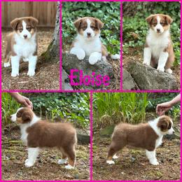 Eloise (pink collar) - Red tri-color female Australian Shepherd puppy in Castle Rock, Washington from Zoolo Kennels “HOF”
