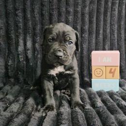 Hot pink collar - Black female Cane Corso puppy in Fritch, Texas from Carrie Brown's Cane Corsos