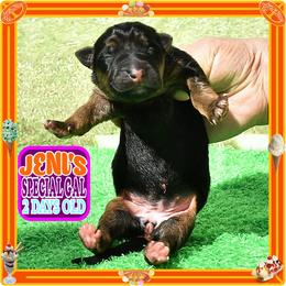 JENI'S SPLENDID - Black and red female German Shepherd puppy in Murrieta, California from Diamond Oaks German Shepherds