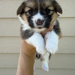 Pembroke Welsh Corgi Puppies from Alexander McGary