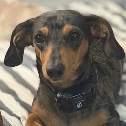 Darcy - Dachshund
