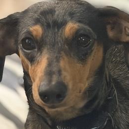 Darcy - Dachshund