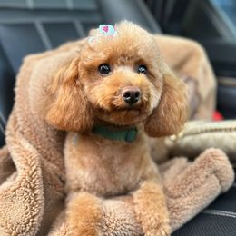 Foxy - Poodle