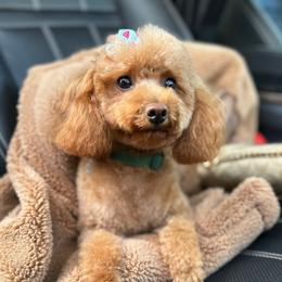 Foxy - Poodle