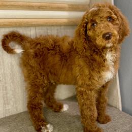 Grinch - Red  Goldendoodle puppy in Houston, Texas from Golden Life Doodles