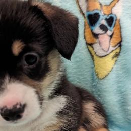 Girl 5 - Pembroke Welsh Corgi puppy in Virginia Beach, Virginia from Virginia Beach Corgis
