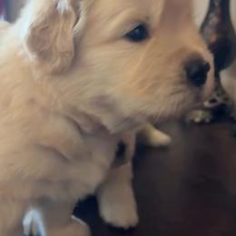 Golden Retriever Puppies from Ray of Sunshine Retrievers