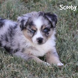Scooby - Blue merle male Miniature Australian Shepherd puppy in Garden Plain, Kansas from Krazy K Aussies