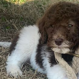 Poodles from Piney creek pups