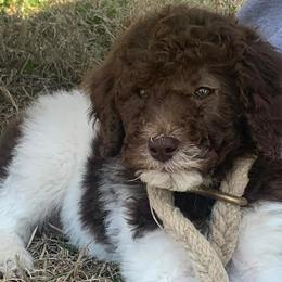 Poodles from Piney creek pups