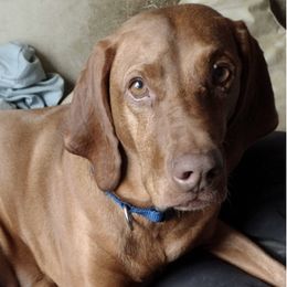 Vizslas from Jeff's Vizslas