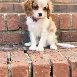 Cavapoo and Poodle Puppies from West Cobb Dogs