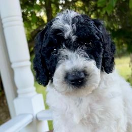 Prince Ali - Parti male Goldendoodle puppy in Caledonia, Michigan from Daisys Doods