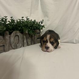 Girl 4 - White black and tan female Beagle puppy in Newman, California from Valley Beagles