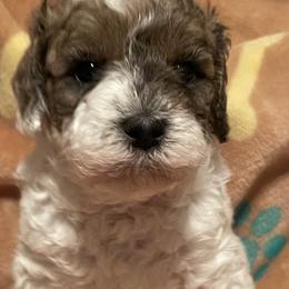 Jingle - Parti male Goldendoodle puppy in Home, Pennsylvania from Plum Creek Acres Next Generation