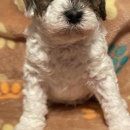 Jingle - Parti male Goldendoodle puppy in Home, Pennsylvania from Plum Creek Acres Next Generation