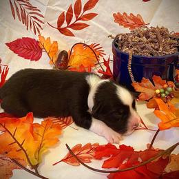 Chamomile - Black & white female Australian Shepherd puppy in Brookfield Township, Ohio from AussieLand Shepherds