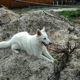 Berger Blanc Suisse and German Shepherd Puppies from Vom Hundhaus German Shepherds