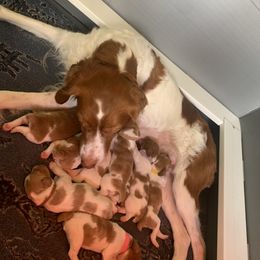 Brittany Puppies from Lakeview Brittanys