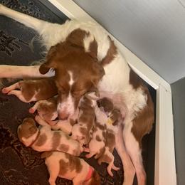 Brittany Puppies from Lakeview Brittanys