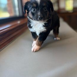 Girl 1 - Black tri female Toy Australian Shepherd puppy in Clarkesville, Georgia from North Georgia Gems