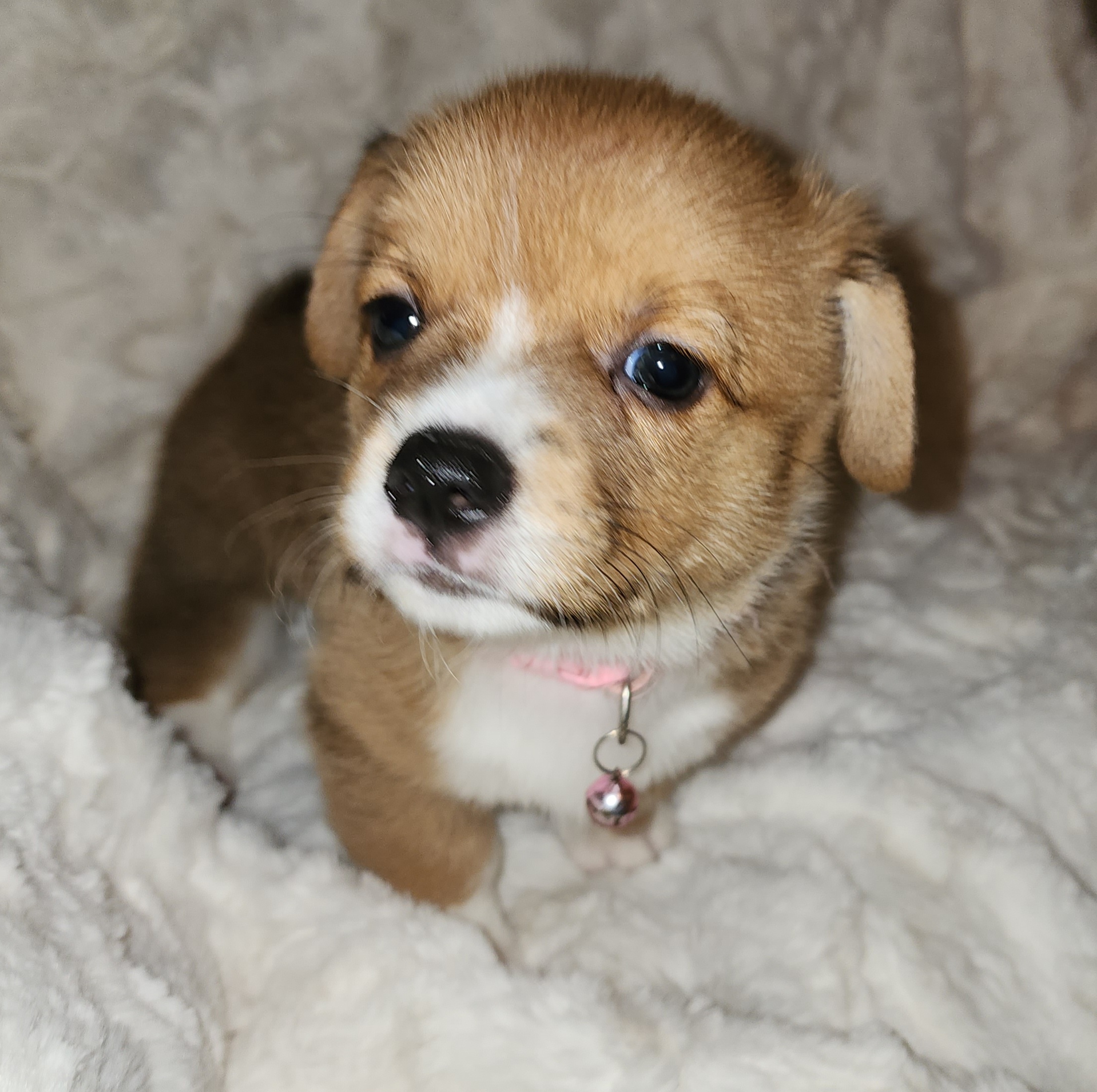 Pembroke Welsh Corgi Puppies from Tiny Titans K9