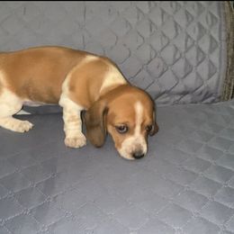 Dachshund Puppies from Wee Doggies Inc Just Dachshunds