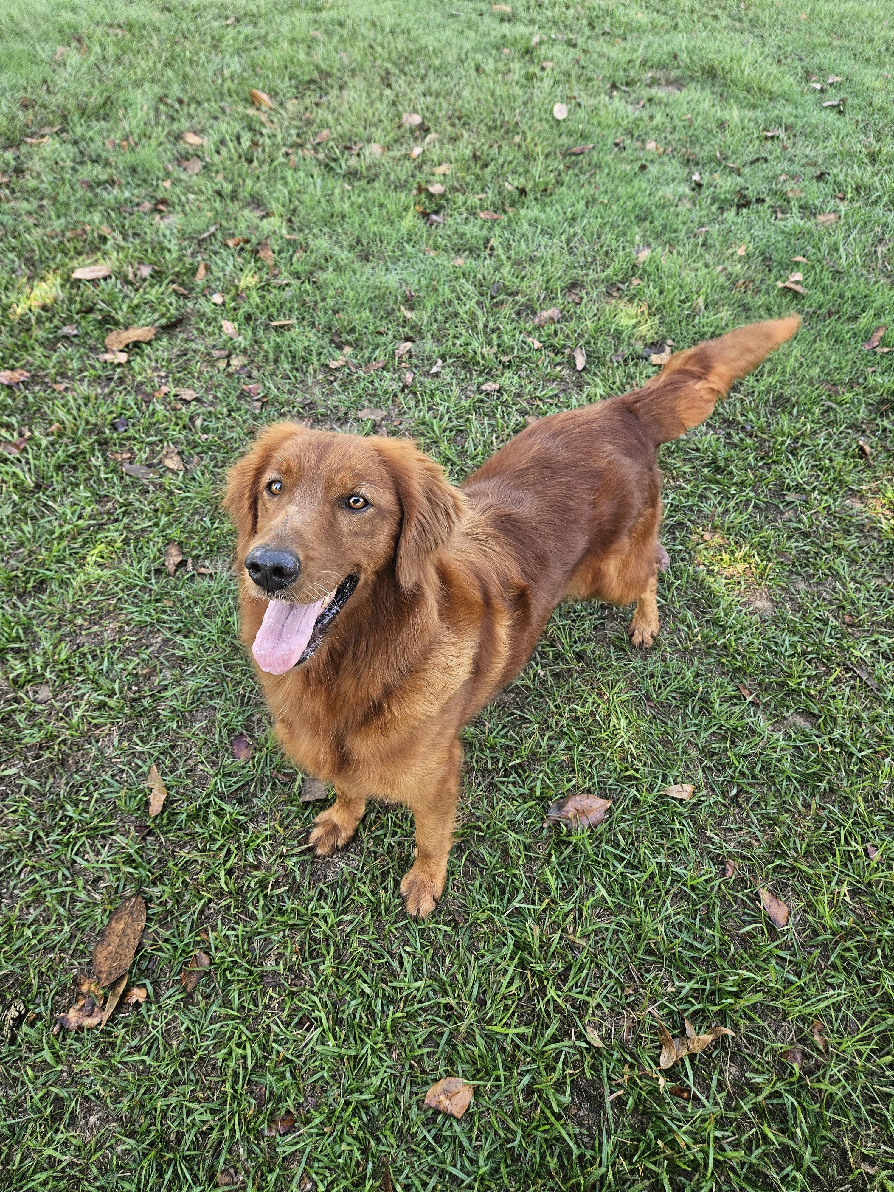 Charm