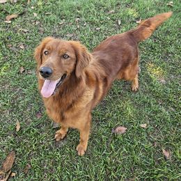 Charm - Golden Retriever