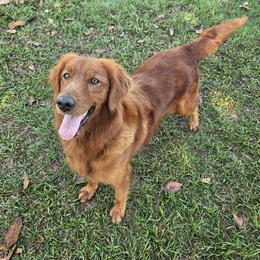 Charm - Golden Retriever