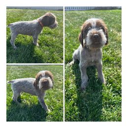 Barley - Wirehaired Pointing Griffon puppy in Jerome, Idaho from Double R Griffons