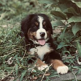 Bernese Mountain Dogs from Timeless Cottage Homestead Bernese