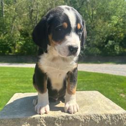 Boy 1 - Black, white and red male Greater Swiss Mountain Dog puppy in Lower Burrell, Pennsylvania from Polyanna’s GSMD
