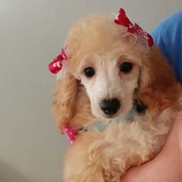 Poodles from Michelle's Poodles